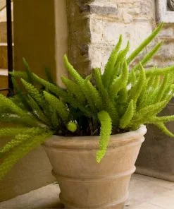 Brighter Blooms Myers Asparagus Fern Plant