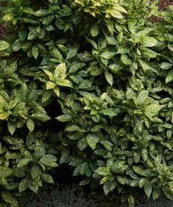 Brighter Blooms Japanese Gold Dust Aucuba Shrub Shade Trees 6 Brighter Blooms Japanese Gold Dust Aucuba Shrub Shade Trees