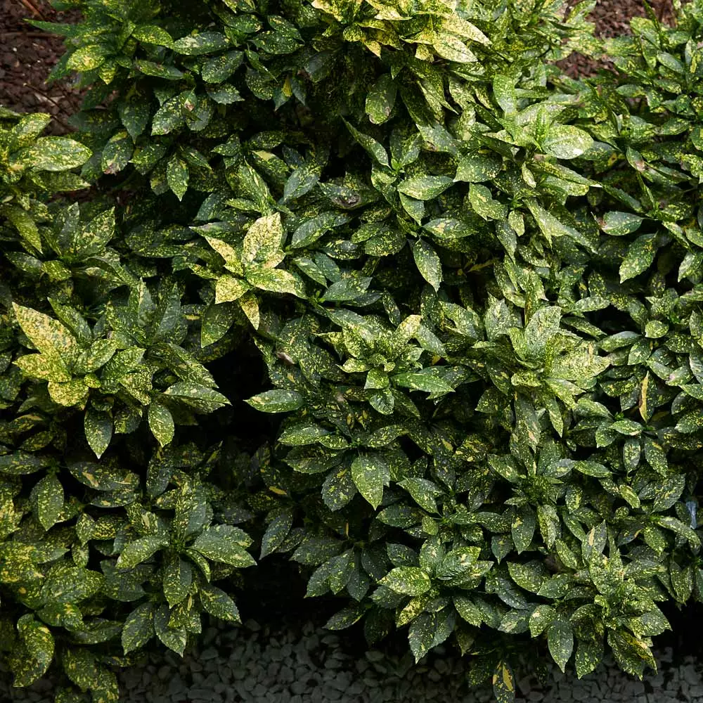 Brighter Blooms Warm-Climate Shade Garden Kit Shrubs & Hedges 4 Brighter Blooms Warm-Climate Shade Garden Kit Shrubs & Hedges