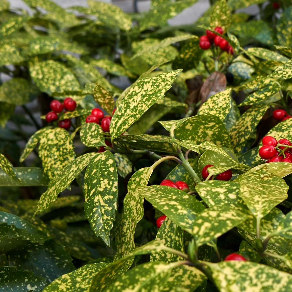 Brighter Blooms Japanese Gold Dust Aucuba Shrub Shade Trees 4 Brighter Blooms Japanese Gold Dust Aucuba Shrub Shade Trees
