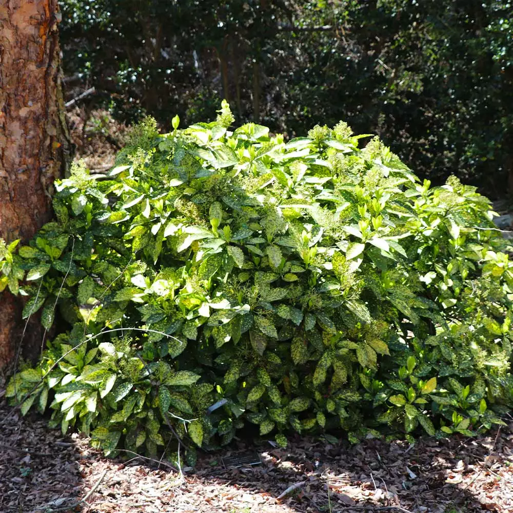 Brighter Blooms Japanese Gold Dust Aucuba Shrub Shade Trees 2 Brighter Blooms Japanese Gold Dust Aucuba Shrub Shade Trees