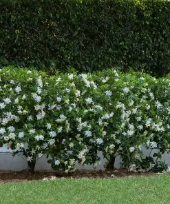 Brighter Blooms Shrubs & Hedges August Beauty Gardenia Shrub 6 Brighter Blooms Shrubs & Hedges August Beauty Gardenia Shrub