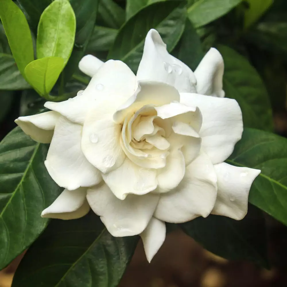 Brighter Blooms Shrubs & Hedges August Beauty Gardenia Shrub 2 Brighter Blooms Shrubs & Hedges August Beauty Gardenia Shrub