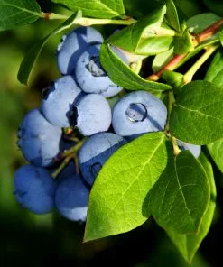 Brighter Blooms Aurora Blueberry Bush