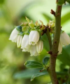 Brighter Blooms Aurora Blueberry Bush 9 Brighter Blooms Aurora Blueberry Bush