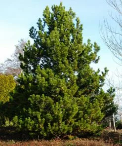 Brighter Blooms Austrian Pine Tree Evergreen & Privacy 9 Brighter Blooms Austrian Pine Tree Evergreen & Privacy