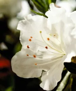 Brighter Blooms Shrubs & Hedges Autumn Angel® Encore® Azalea Shrub 7 Brighter Blooms Shrubs & Hedges Autumn Angel® Encore® Azalea Shrub