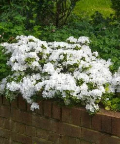 Brighter Blooms Shrubs & Hedges Autumn Angel® Encore® Azalea Shrub