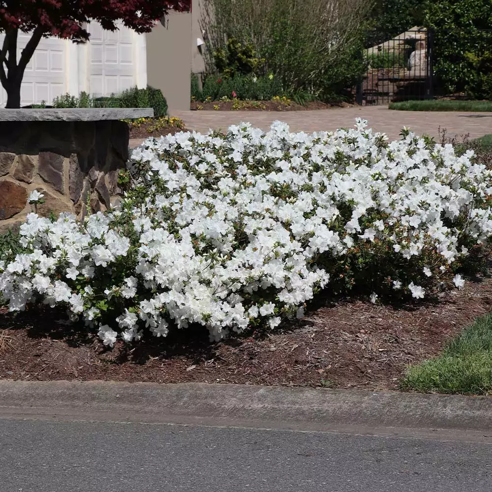 Brighter Blooms Shrubs & Hedges Autumn Angel® Encore® Azalea Shrub 5 Brighter Blooms Shrubs & Hedges Autumn Angel® Encore® Azalea Shrub