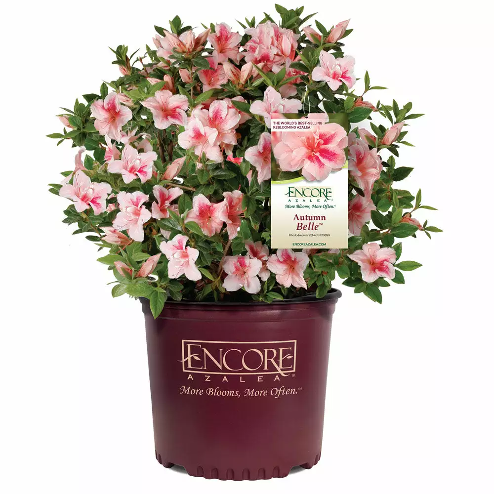 Brighter Blooms Autumn Belle™ Encore® Azalea Shrub Shrubs & Hedges 4 Brighter Blooms Autumn Belle™ Encore® Azalea Shrub Shrubs & Hedges