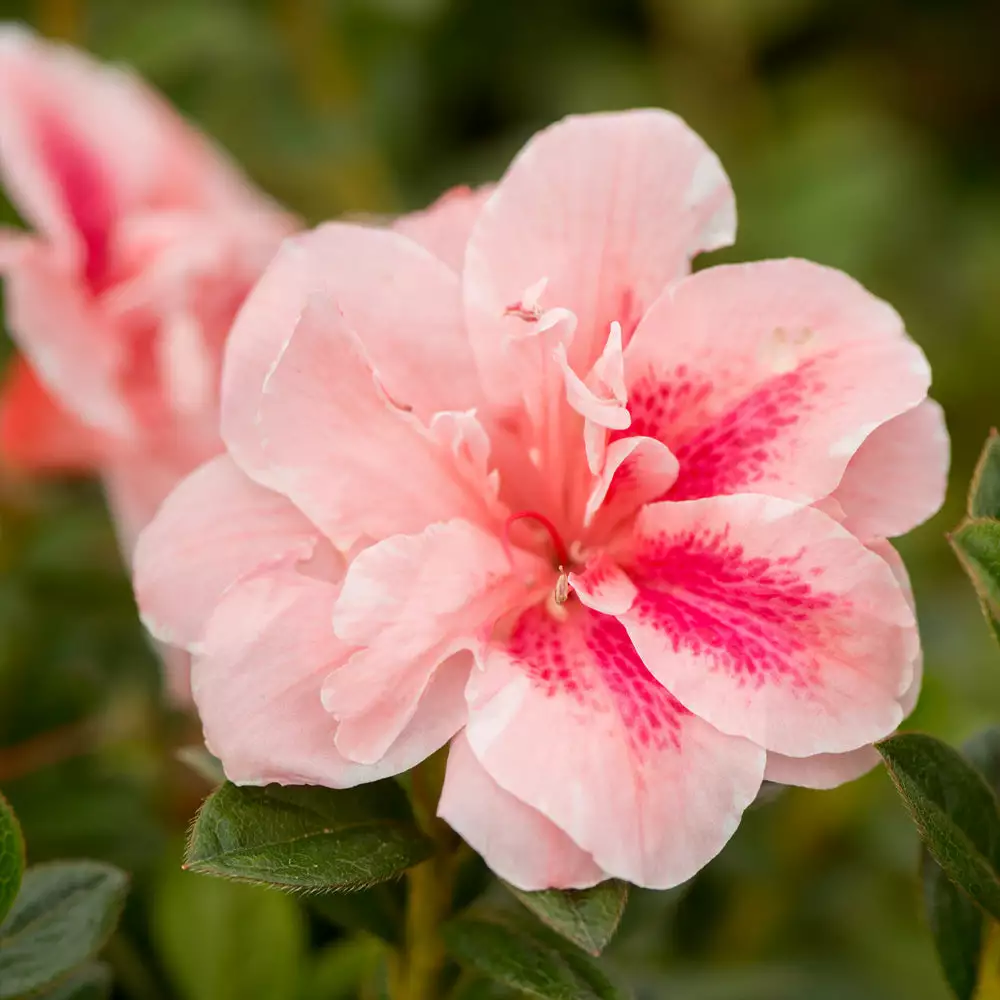 Brighter Blooms Autumn Belle™ Encore® Azalea Shrub Shrubs & Hedges 2 Brighter Blooms Autumn Belle™ Encore® Azalea Shrub Shrubs & Hedges