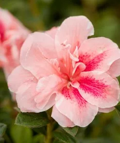 Brighter Blooms Autumn Belle™ Encore® Azalea Shrub Shrubs & Hedges
