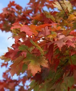 Brighter Blooms Shade Trees Autumn Blaze® Maple Tree 9 Brighter Blooms Shade Trees Autumn Blaze® Maple Tree