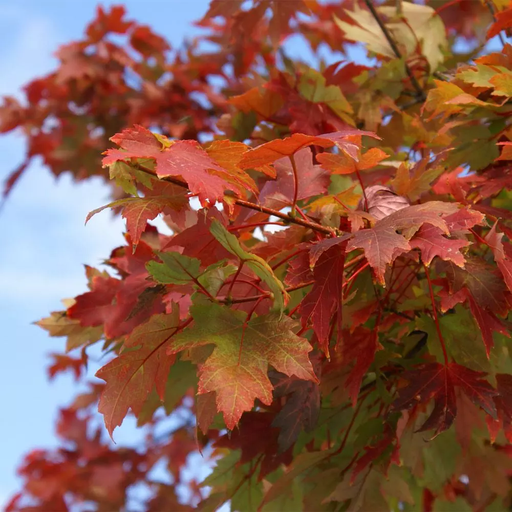 Brighter Blooms Shade Trees Autumn Blaze® Maple Tree 4 Brighter Blooms Shade Trees Autumn Blaze® Maple Tree