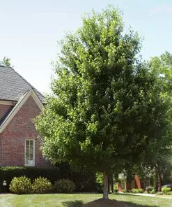 Brighter Blooms Shade Trees Autumn Blaze® Maple Tree 10 Brighter Blooms Shade Trees Autumn Blaze® Maple Tree