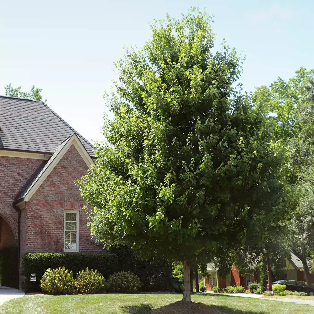 Brighter Blooms Shade Trees Autumn Blaze® Maple Tree 5 Brighter Blooms Shade Trees Autumn Blaze® Maple Tree