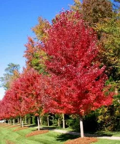 Brighter Blooms Shade Trees Autumn Blaze® Maple Tree 8 Brighter Blooms Shade Trees Autumn Blaze® Maple Tree