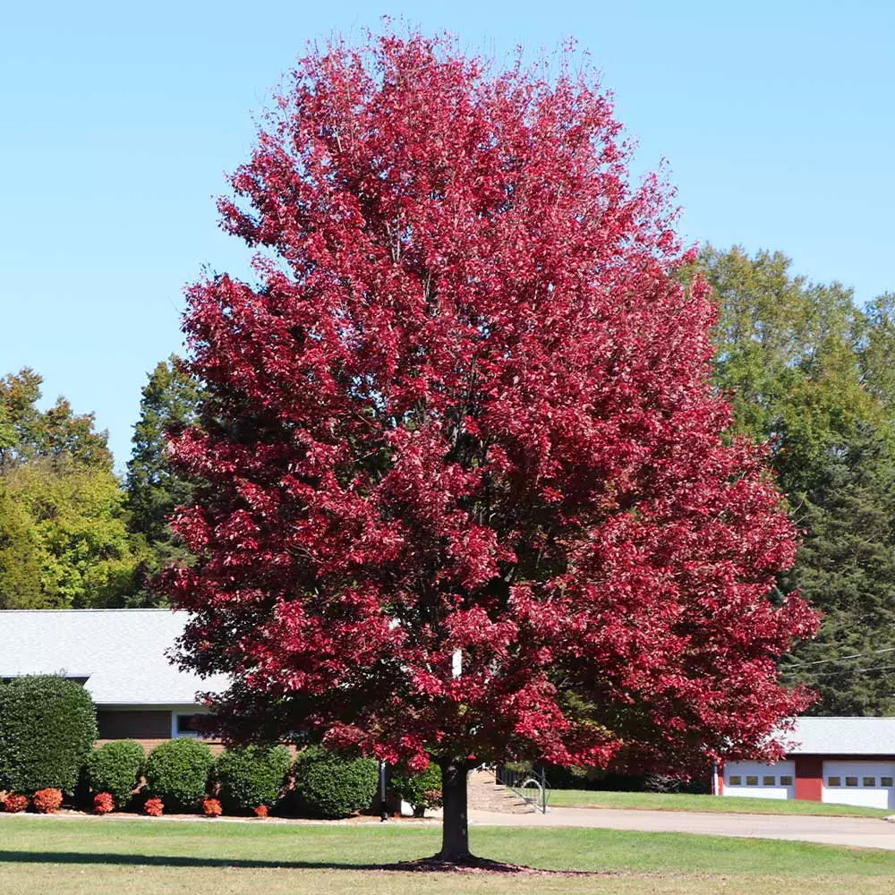 Brighter Blooms Shade Trees Autumn Blaze® Maple Tree 6 Brighter Blooms Shade Trees Autumn Blaze® Maple Tree