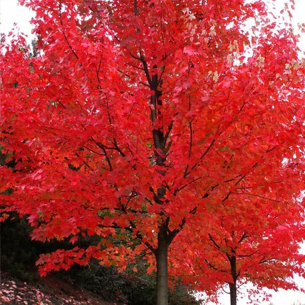 Brighter Blooms Shade Trees Autumn Blaze® Maple Tree 1 Brighter Blooms Shade Trees Autumn Blaze® Maple Tree