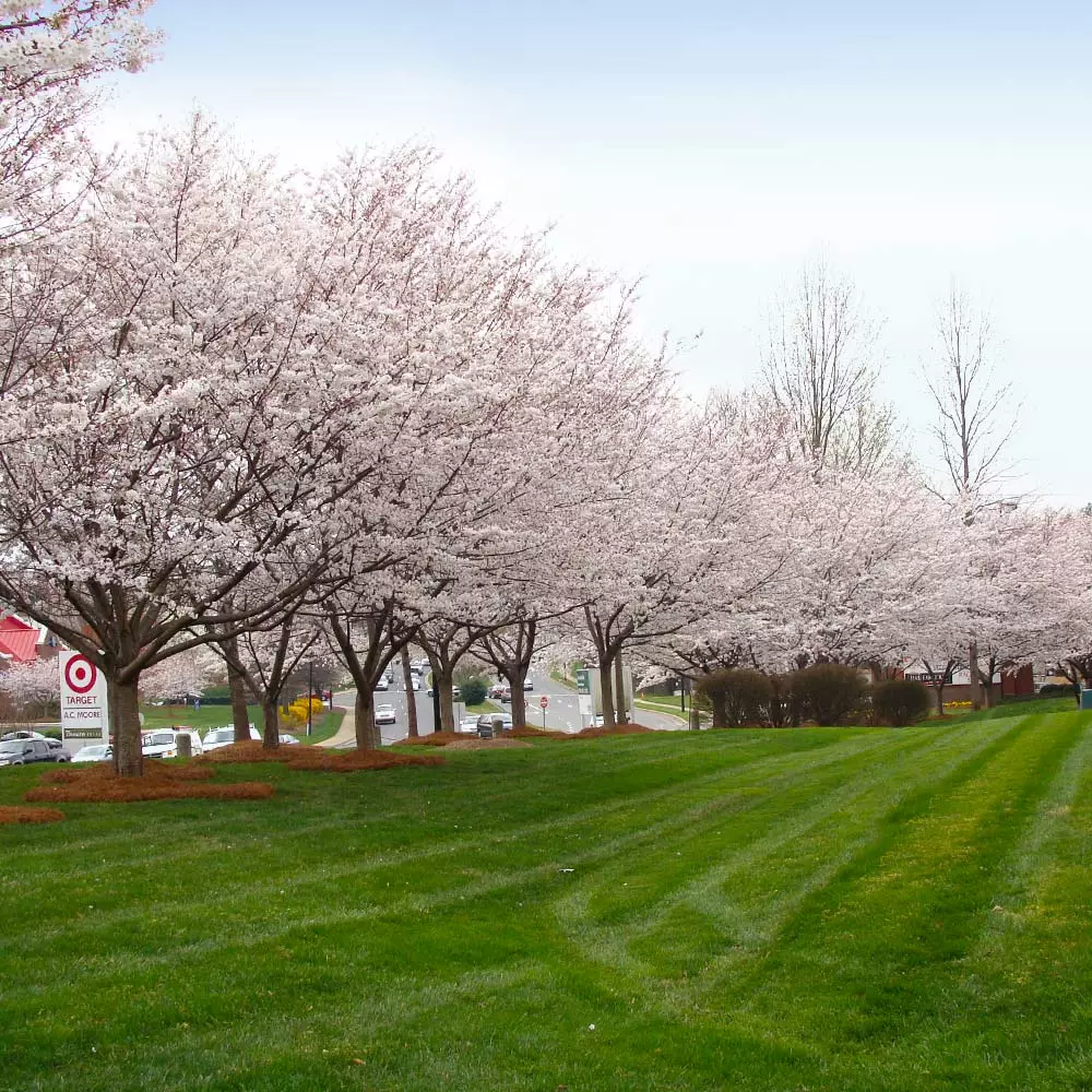 Brighter Blooms Autumn Cherry Tree Flowering Trees 4 Brighter Blooms Autumn Cherry Tree Flowering Trees