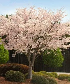 Brighter Blooms Autumn Cherry Tree Flowering Trees
