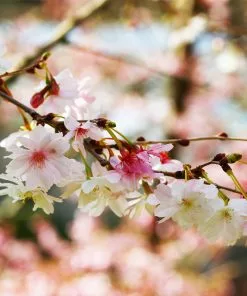 Brighter Blooms Autumn Cherry Tree Flowering Trees 6 Brighter Blooms Autumn Cherry Tree Flowering Trees