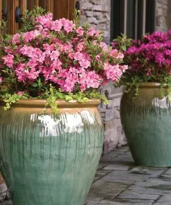 Brighter Blooms Autumn Debutante® Encore® Azalea Shrub Shrubs & Hedges