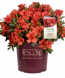 NO WARRANTY Autumn Embers™ Encore® Azalea SHOP ALL 10 NO WARRANTY Autumn Embers™ Encore® Azalea SHOP ALL