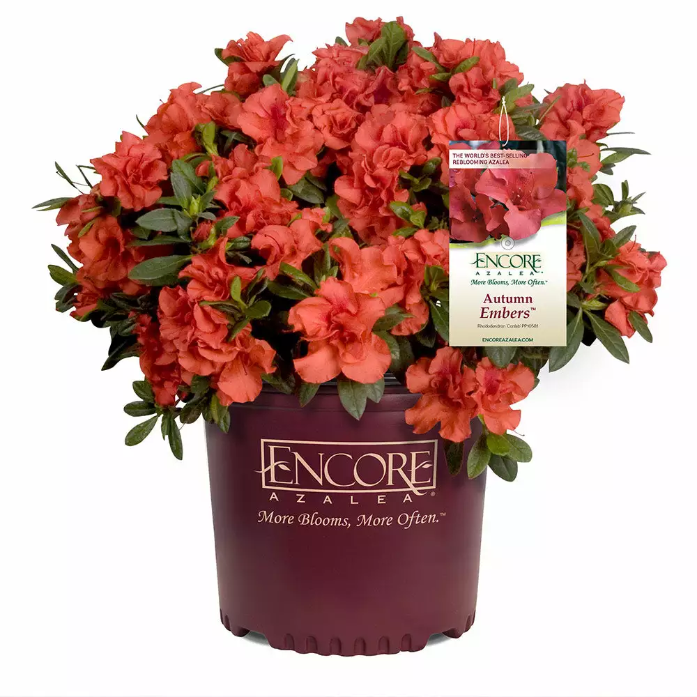 Brighter Blooms Shrubs & Hedges Autumn Embers™ Encore® Azalea Shrub 5 Brighter Blooms Shrubs & Hedges Autumn Embers™ Encore® Azalea Shrub
