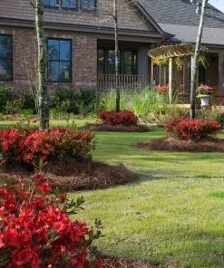 Brighter Blooms Shrubs & Hedges Autumn Embers™ Encore® Azalea Shrub 8 Brighter Blooms Shrubs & Hedges Autumn Embers™ Encore® Azalea Shrub