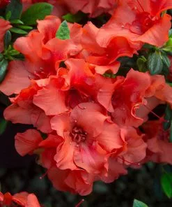 Brighter Blooms Shrubs & Hedges Autumn Embers™ Encore® Azalea Shrub