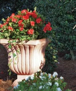 Brighter Blooms Shrubs & Hedges Autumn Embers™ Encore® Azalea Shrub 9 Brighter Blooms Shrubs & Hedges Autumn Embers™ Encore® Azalea Shrub