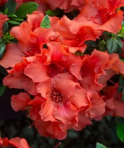 Brighter Blooms Shrubs & Hedges Autumn Embers™ Encore® Azalea Shrub