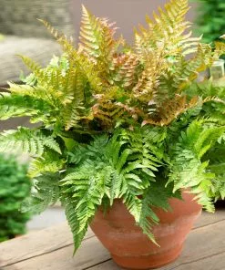 Brighter Blooms Shrubs & Hedges Brilliance Autumn Fern