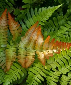 Brighter Blooms Shrubs & Hedges Brilliance Autumn Fern 7 Brighter Blooms Shrubs & Hedges Brilliance Autumn Fern
