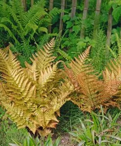 Brighter Blooms Shrubs & Hedges Brilliance Autumn Fern 8 Brighter Blooms Shrubs & Hedges Brilliance Autumn Fern