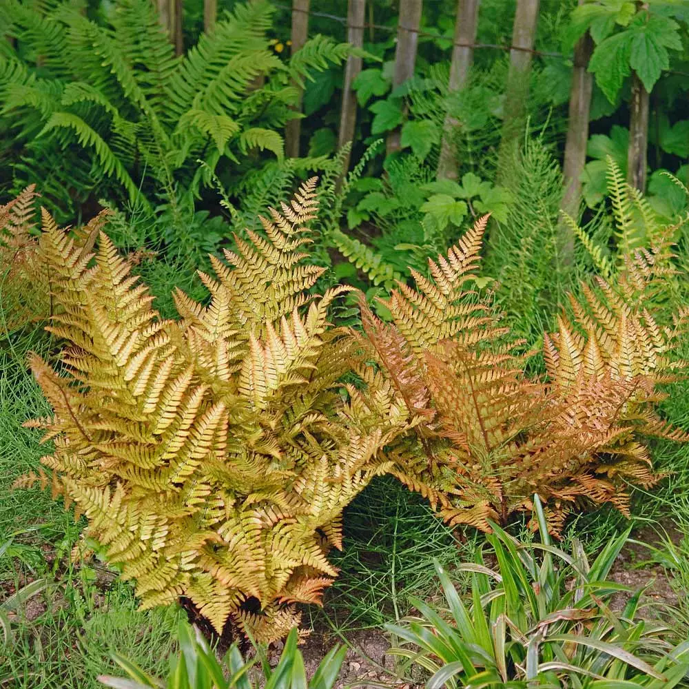 Brighter Blooms Shrubs & Hedges Brilliance Autumn Fern 4 Brighter Blooms Shrubs & Hedges Brilliance Autumn Fern