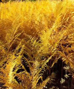 Brighter Blooms Shrubs & Hedges Brilliance Autumn Fern 9 Brighter Blooms Shrubs & Hedges Brilliance Autumn Fern