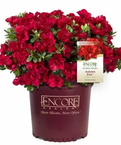 Brighter Blooms Autumn Fire™ Encore® Azalea Shrub