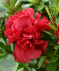 Brighter Blooms Autumn Fire™ Encore® Azalea Shrub