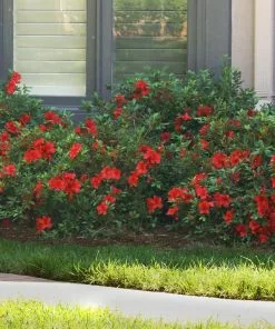 Brighter Blooms Autumn Fire™ Encore® Azalea Shrub