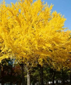 Brighter Blooms Autumn Gold Ginkgo Tree Shade Trees