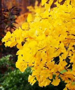 Brighter Blooms Autumn Gold Ginkgo Tree Shade Trees 9 Brighter Blooms Autumn Gold Ginkgo Tree Shade Trees