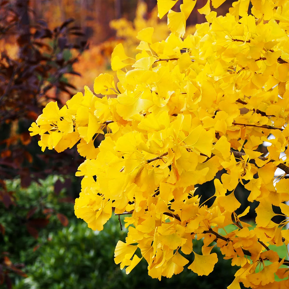 Brighter Blooms Autumn Gold Ginkgo Tree Shade Trees 4 Brighter Blooms Autumn Gold Ginkgo Tree Shade Trees