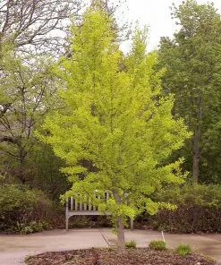 Brighter Blooms Autumn Gold Ginkgo Tree Shade Trees 8 Brighter Blooms Autumn Gold Ginkgo Tree Shade Trees