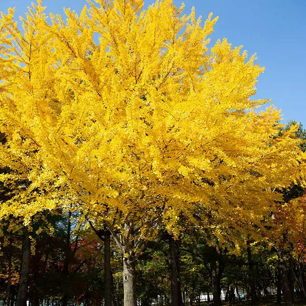 Brighter Blooms Autumn Gold Ginkgo Tree Shade Trees 1 Brighter Blooms Autumn Gold Ginkgo Tree Shade Trees