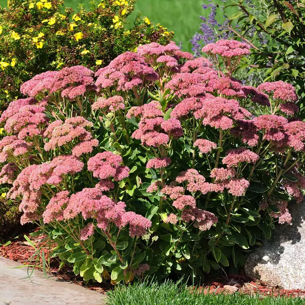 Brighter Blooms Perennials Autumn Joy Sedum Shrub 2 Brighter Blooms Perennials Autumn Joy Sedum Shrub