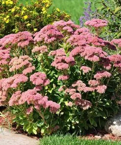 Brighter Blooms Perennials Autumn Joy Sedum Shrub