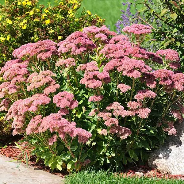 Brighter Blooms Perennials Autumn Joy Sedum Shrub 1 Brighter Blooms Perennials Autumn Joy Sedum Shrub