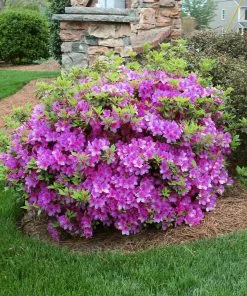 Brighter Blooms Autumn Royalty® Encore® Azalea Shrub Shrubs & Hedges